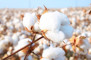 Why We Chose Organic Cotton